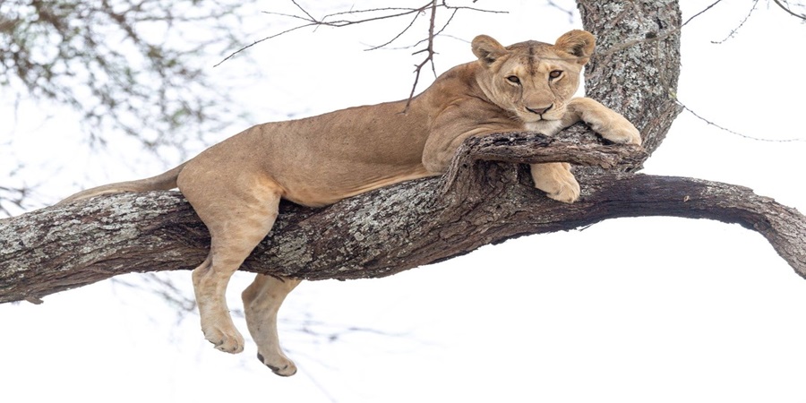 Mejor Momento para Visitar el Serengeti 2025-2026