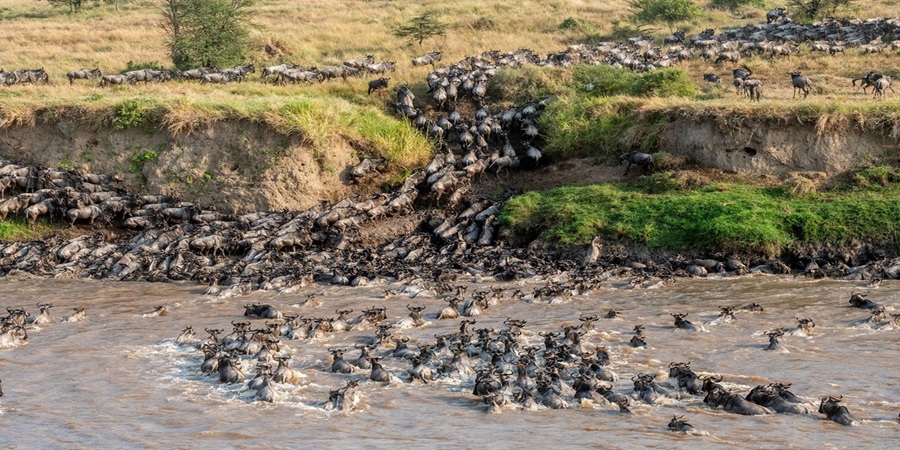 Mejor Momento para Visitar el Serengeti 2025-2026