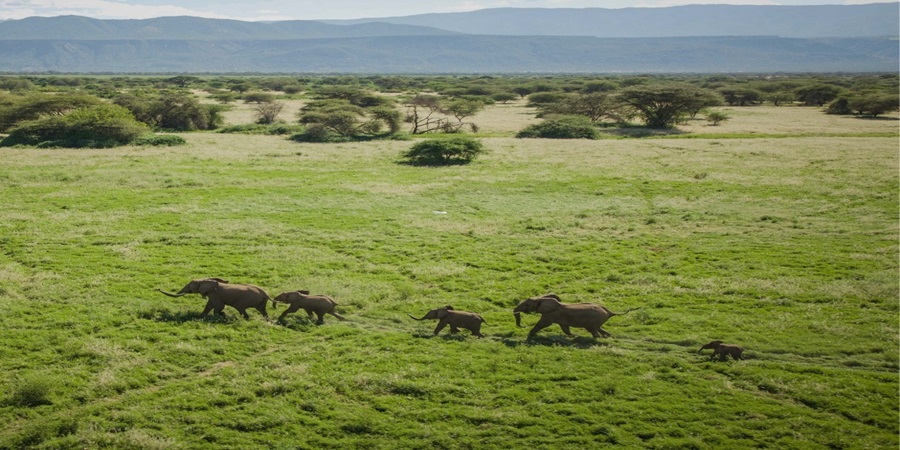 Mejor Momento para Visitar el Serengeti 2025-2026