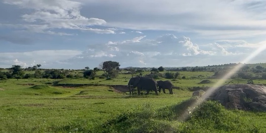 Mejor Momento para Visitar el Serengeti 2025-2026