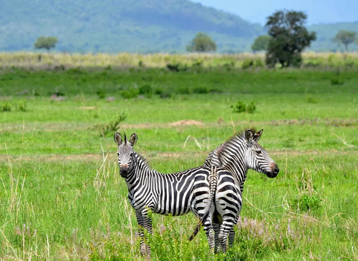 Mikumi National Park safari