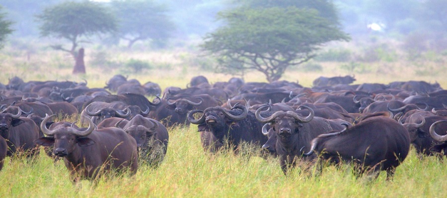 Best Nairobi Safari Tours
