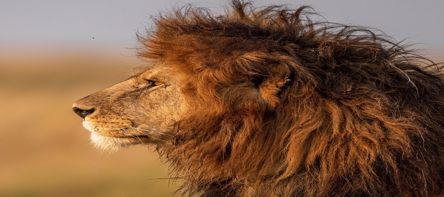 Tanzania Safari