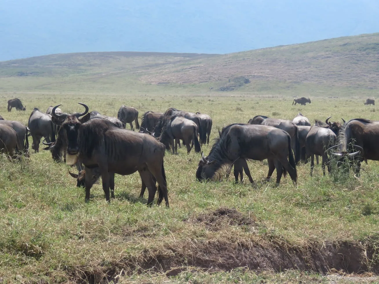 Ngorongoro Crater safari