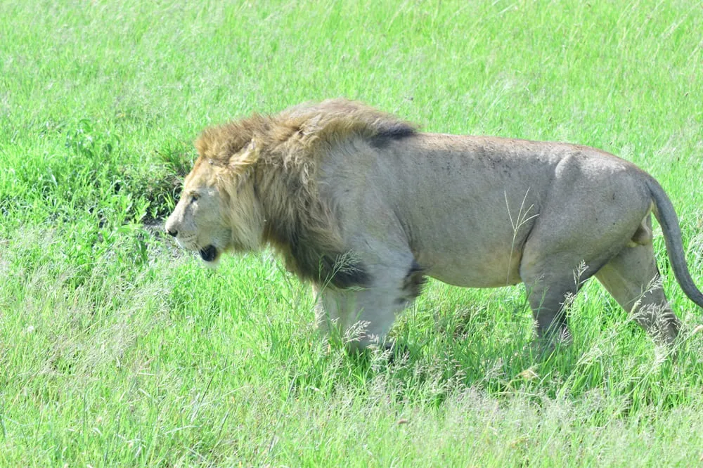 Ngorongoro Crater safari