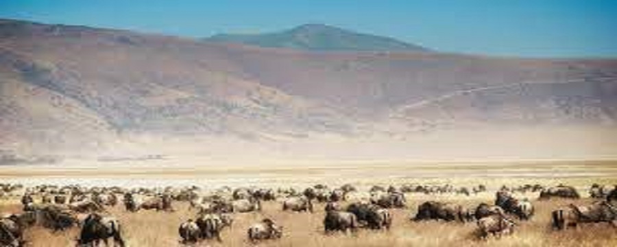 Ngorongoro crater day trip, tour & safari