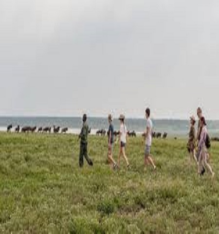 Ngorongoro walking safari for 1 day in Tanzania