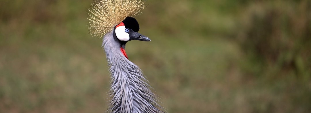 November 2026: Kenya Safari Holiday Group Joining Scheduled Departure Dates & Prices