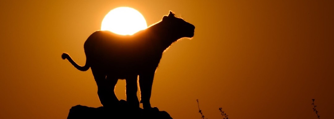 November 2026: Kenya Safari Trips Group Joining Scheduled Departure Dates & Prices