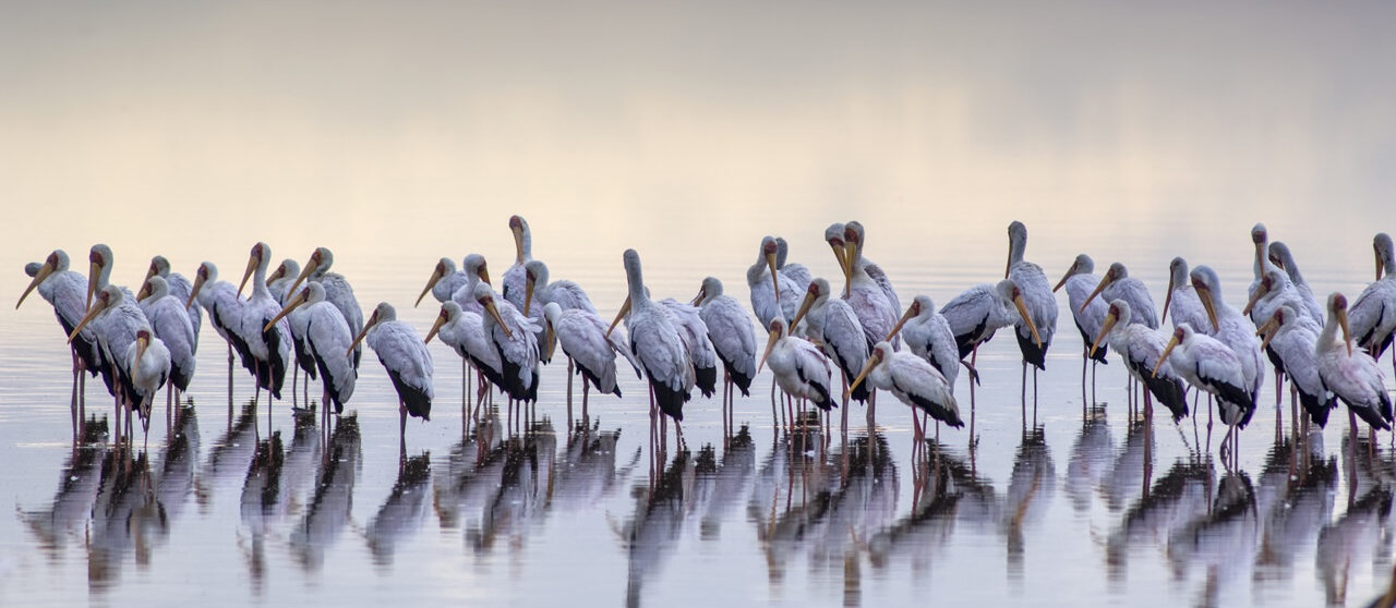 November 2026: Kenya Safari trip Holiday Group Joining Scheduled Departure Dates & Prices