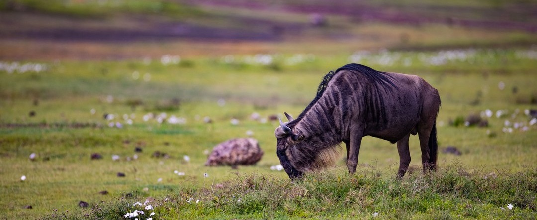 November 2026: Kenya Safari Group Joining Scheduled Departure Dates & Price Costs