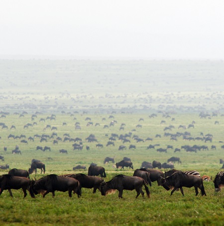 November 2026: Masai Mara Safari, Kenya Group Joining Tours, Departure Dates & Prices