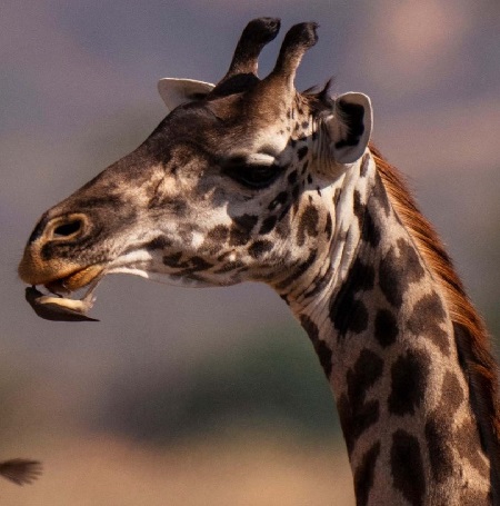 November 2026: Kenya Safari Adventure Group Joining Scheduled Departure Dates & Prices