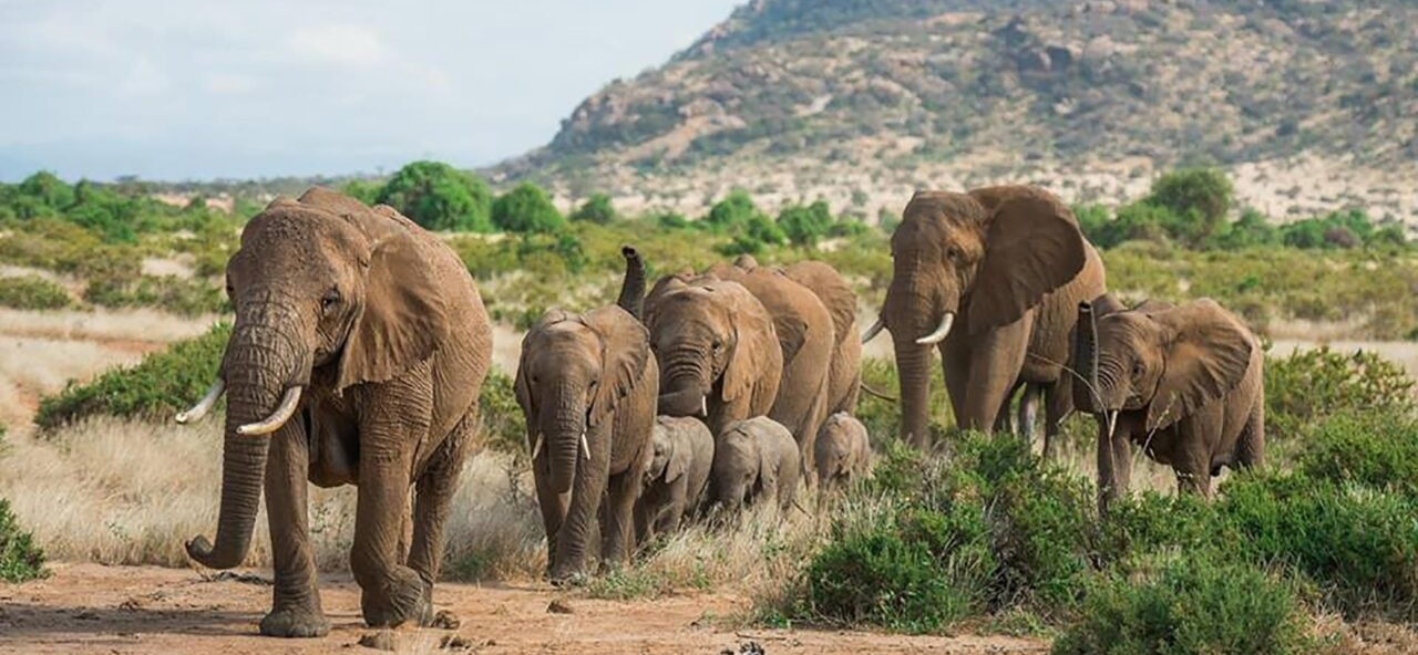 October 2025: Kenya Safari Trips Group Joining Scheduled Departure Dates & Prices