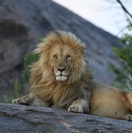 October 2025: Masai Mara Safari, Kenya Group Joining Tours, Departure Dates, and Prices