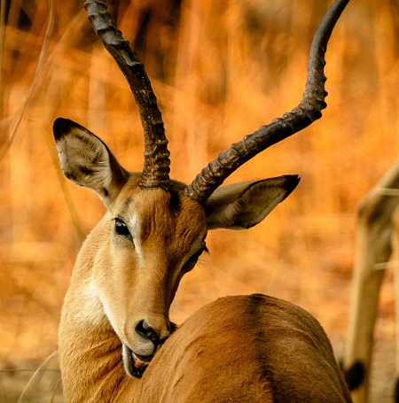 1 day safari from Zanzibar