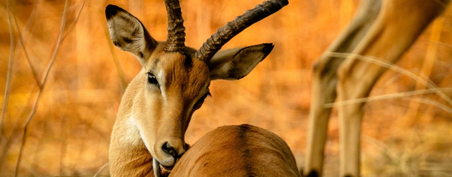 Ngorongoro Crater day trip from Arusha