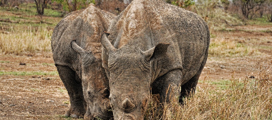 The African Ngorongoro Crater and its interesting facts