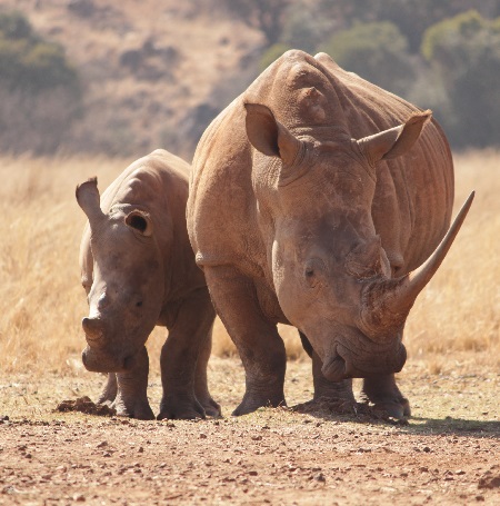 African rhino safari tours in Tanzania for 2025, 2026, and 2027