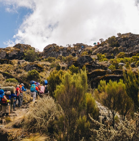 Climb Kilimanjaro via Lemosho route 7 days 8, Africa Natural Tours Kilimanjaro Operator, Best price Kilimanjaro route via Lemosho,Kilimanjaro guide, lemosho cost climbing mountain kilimanjaro