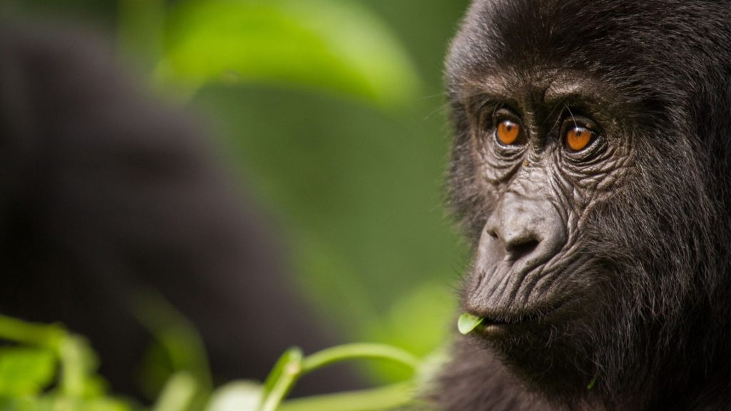 Discover Our Top Best Rwanda Luxury Safari