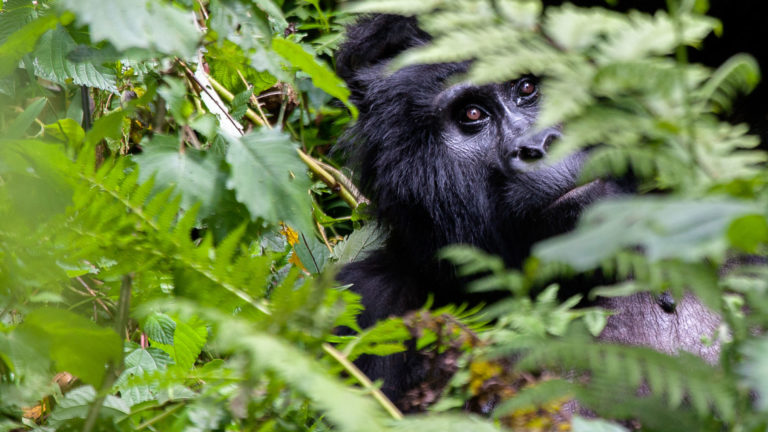 Discover Our Top Best Rwanda Safari 2025 