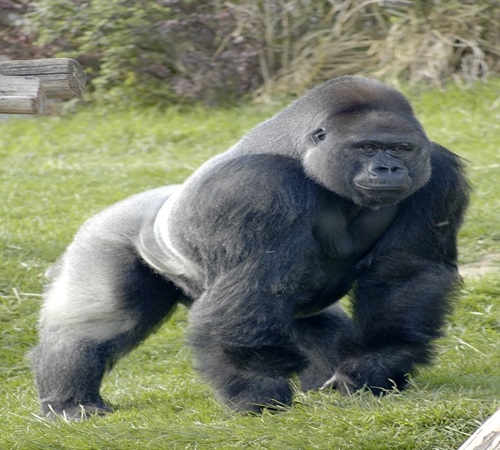 6 Days Rwanda Safari