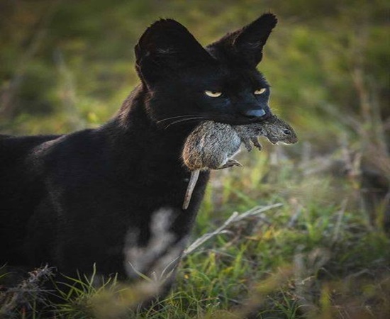 4 Days Rwanda Safari