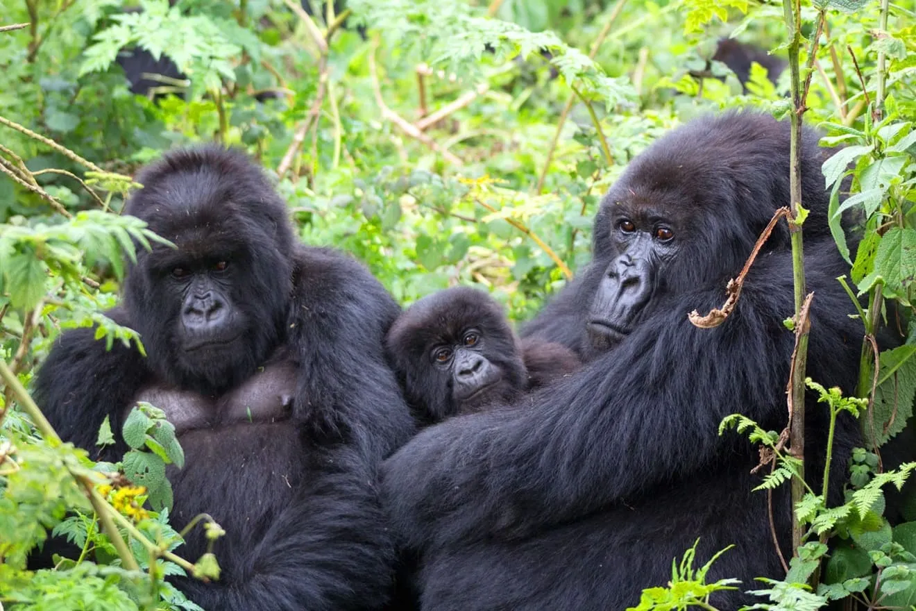 Rwanda gorilla trekking safari