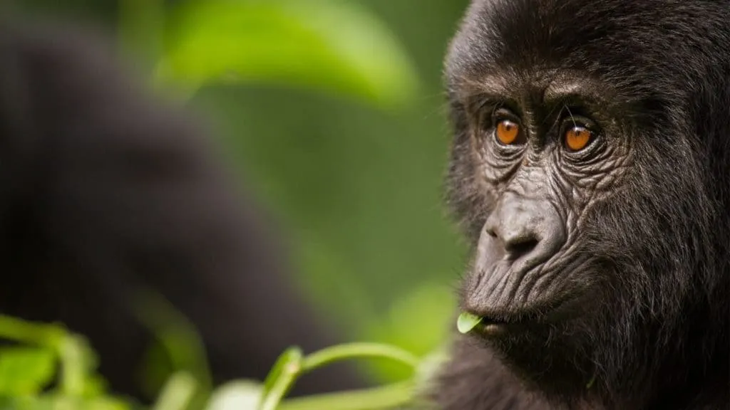 Rwanda Safari Deals & Tickets