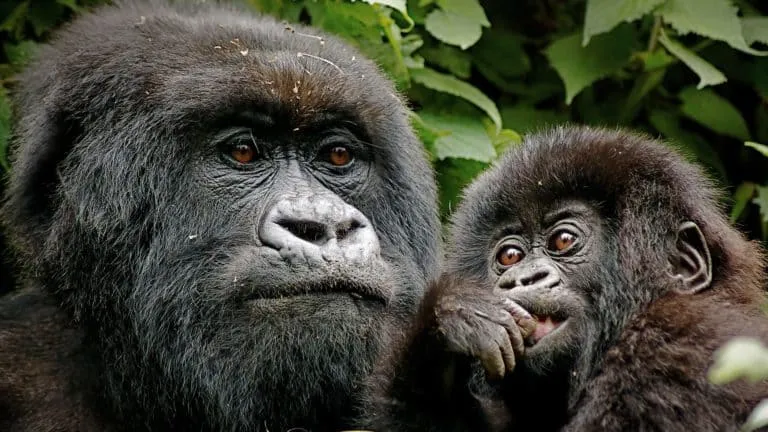 World's Best Safaris in Rwanda