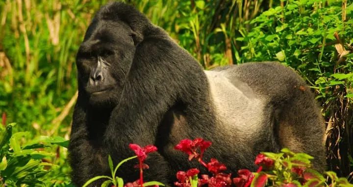 Rwanda tours