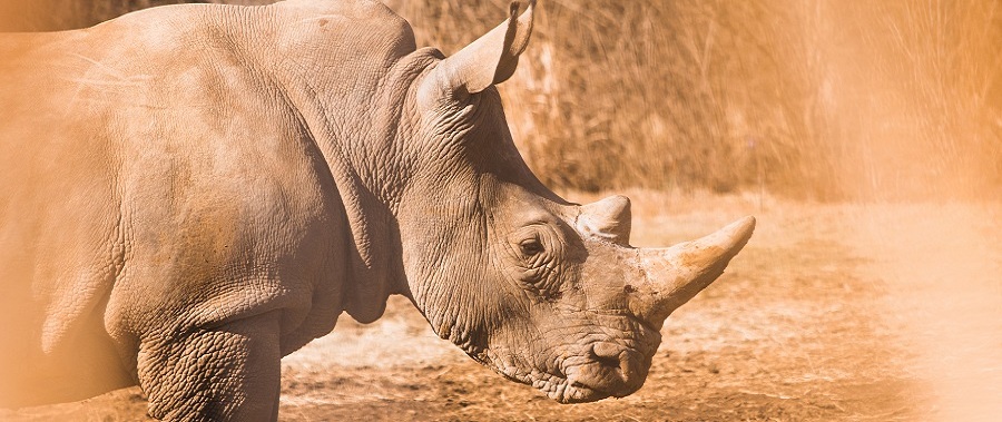 African rhino safari tours in Tanzania for 2025, 2026, and 2027