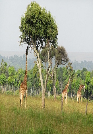 afari Privé en Tanzanie | Forfaits Safari Privé en Tanzanie | Visitez la Tanzanie 