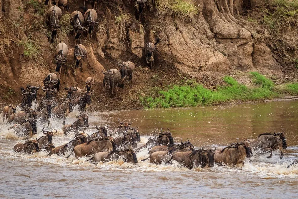 Serengeti safari