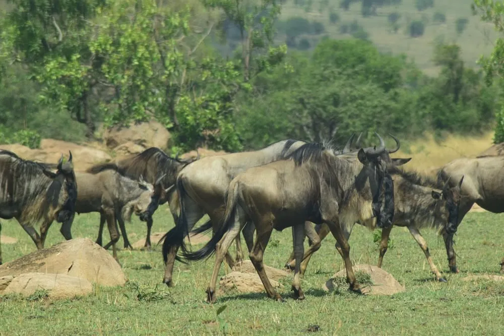 Serengeti safari