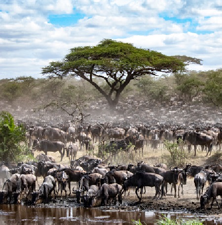 3-tägige Camping-Safari in Tansania von Arusha oder Moshi