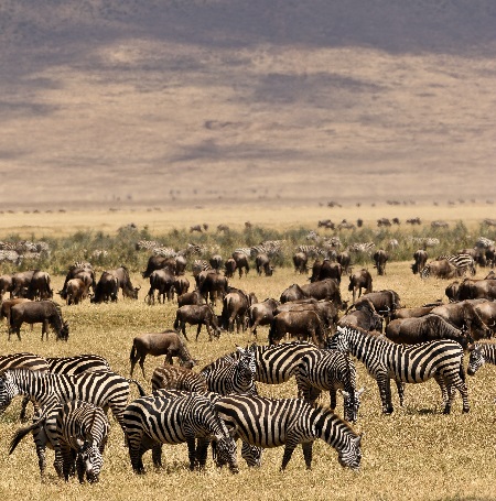 Best Serengeti great wildebeest migration safari in Tanzania for 2024, 2025, and 2026