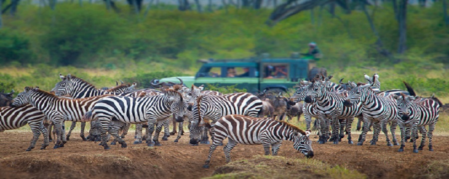 La Guida Completa al Safari nel Serengeti 2025-2026