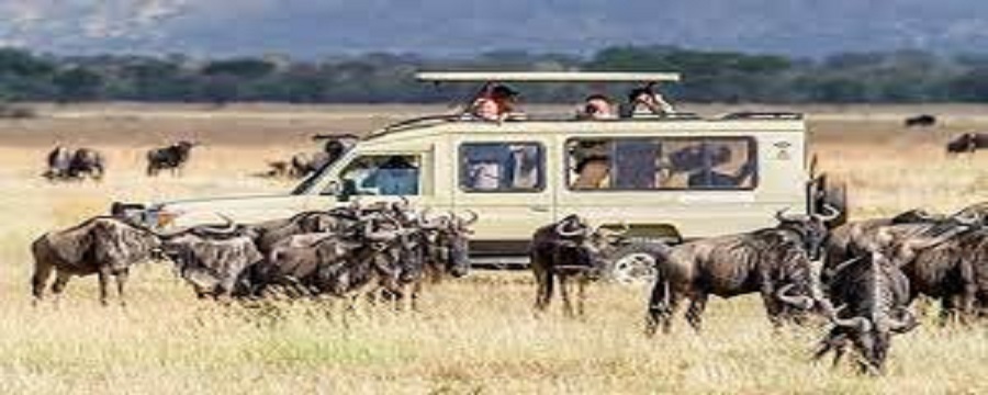 Serengeti National Park animals