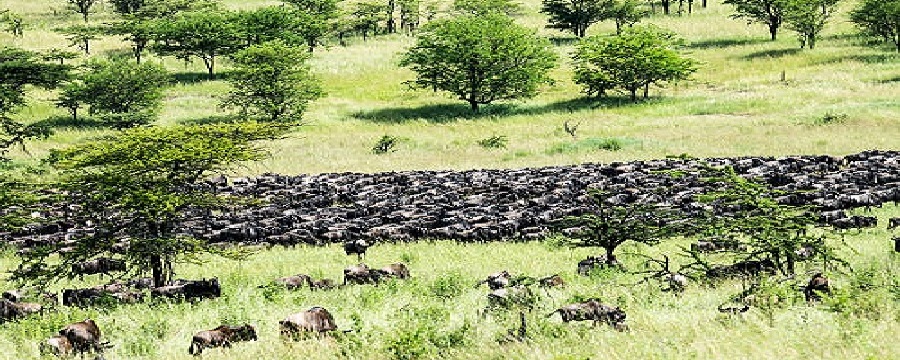 Top 10 interesting facts about Serengeti National Park