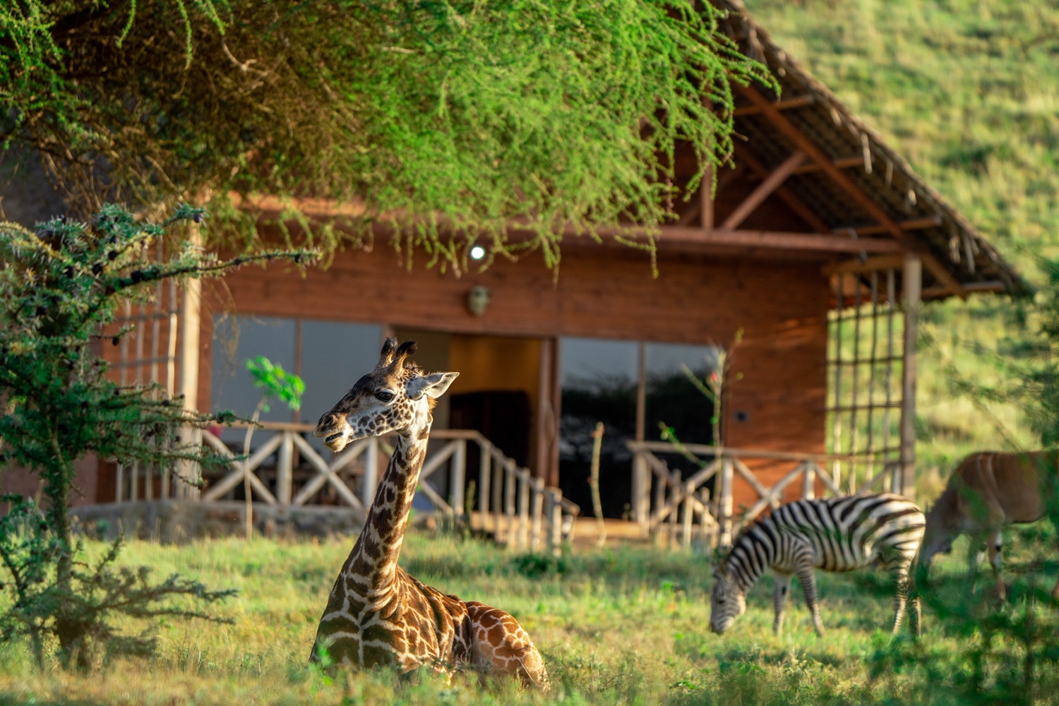 Serval Wildlife Sanctuary Safari Day Trips from Moshi Serval Wildlife Sanctuary Safari Day Trips from Moshi