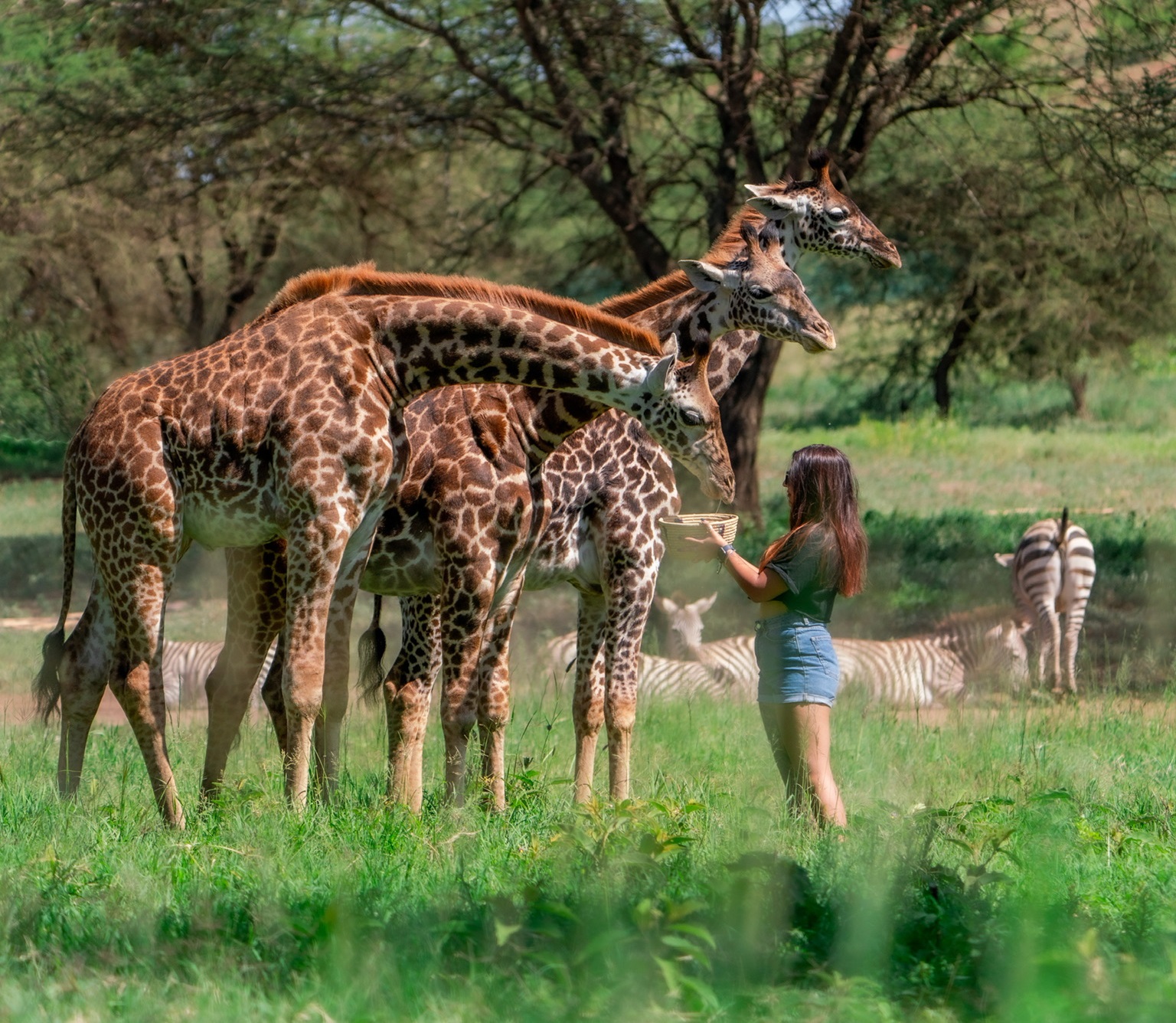 The Best Guided Serval Wildlife Sanctuary Day Trip Tour The Best Guided Serval Wildlife Sanctuary Day Trip Tour