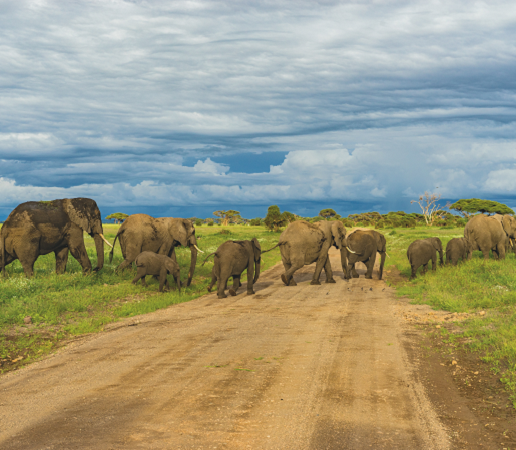 Best 6 Days Tanzania Safari Tours: The Best Guided Tour Packages And Prices 2024 