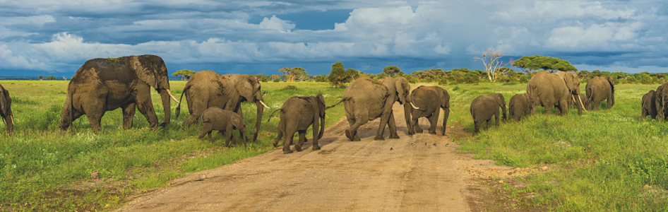 Best Tanzania Budget Safari Tours (Cheapest and Cost-Effective - Tanzania Budget Safari)