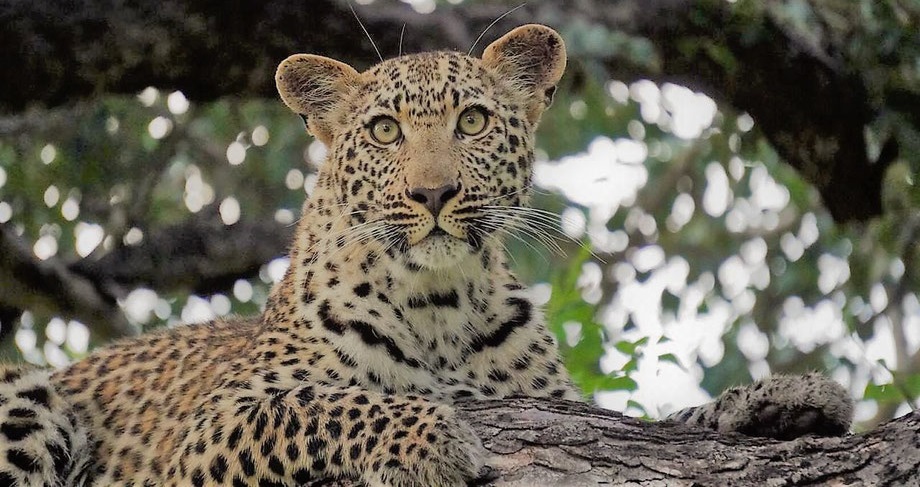 Best Tanzania Lodge Safari Packing List