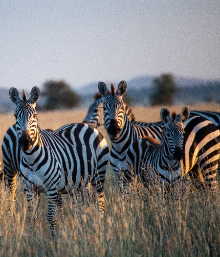 Tanzania royal tour safaris day trips