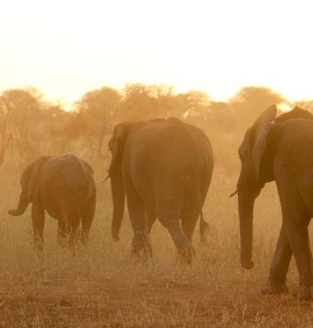 Tansania-Safari