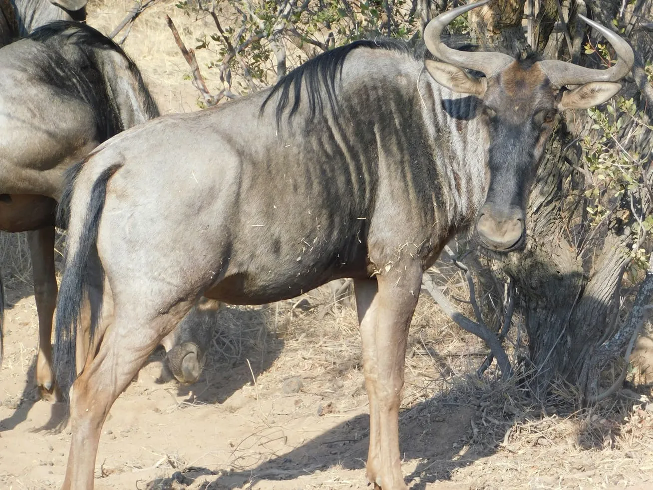Tanzania Safari Deals & Tickets