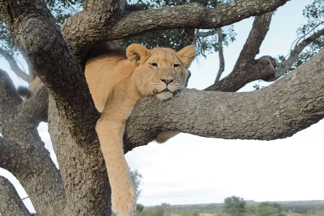 Tanzania safari destination